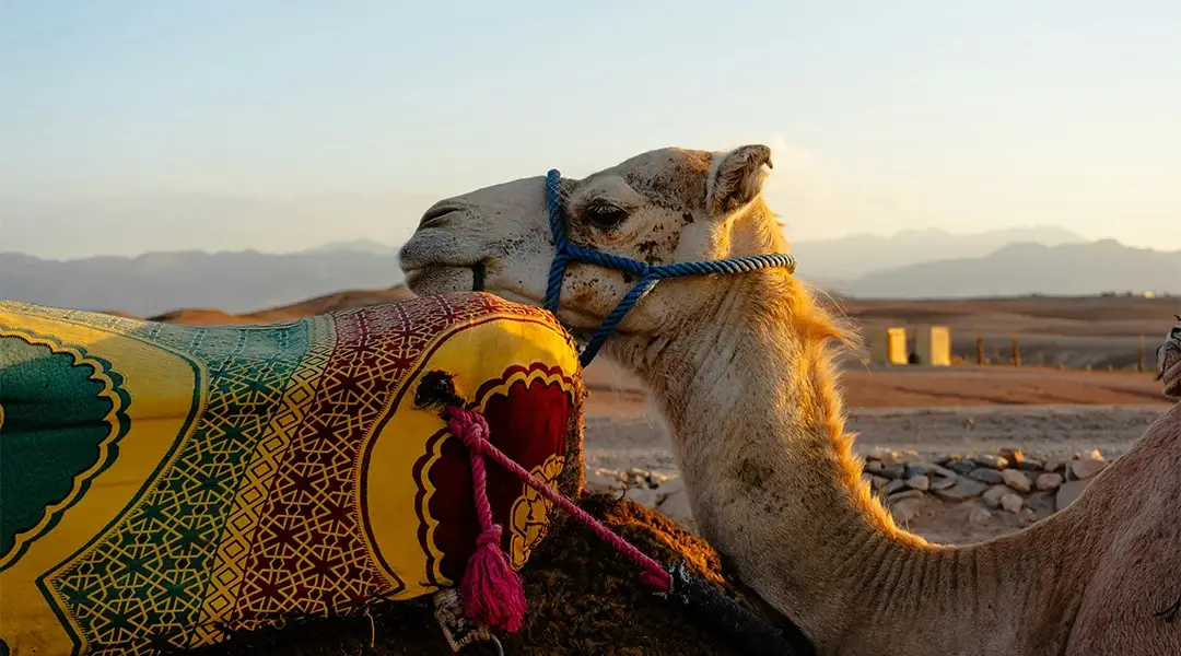 a camel with a colorful blanket on its back